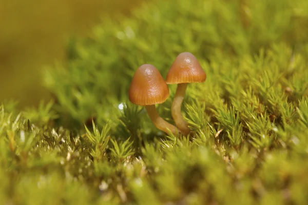 Brown mushrooms growing among moss in the Antarctic Peninsula — Stock Photo, Image