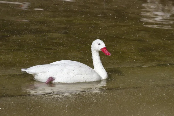 Cisne Coscoroba que flutua no lago em um spray de gotas de chuva — Fotografia de Stock