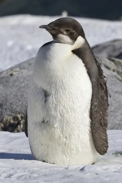 Kar Antartik adalar içinde duran İmparator penguen piliç — Stok fotoğraf