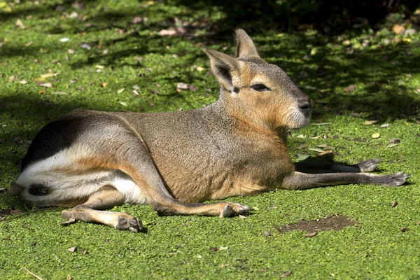 Patagonian hare or mara resting on a green lawn under the autumn Stock Photo