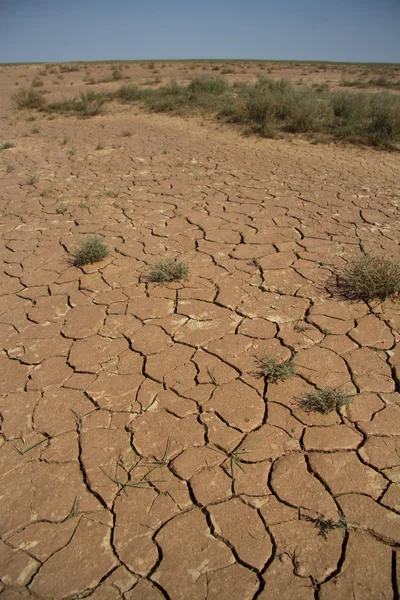 Lecho de lago reseco en el semidesértico con grietas y vegeta escasa —  Fotos de Stock