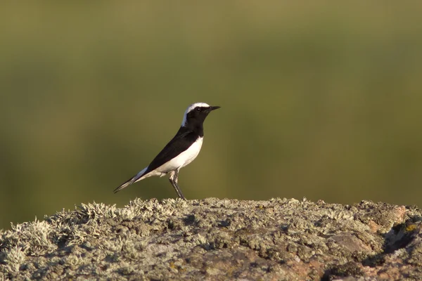 Pied Wheatear male sitting on a rock on a summer evening — Stock Photo, Image