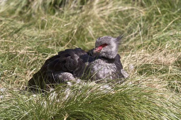 Südlicher Schreihals, der in der Nähe des Nestes auf einer grünen Lichtung sitzt — Stockfoto