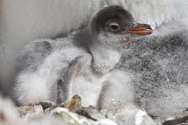 Gentoo chick that recently hatched from eggs clipart