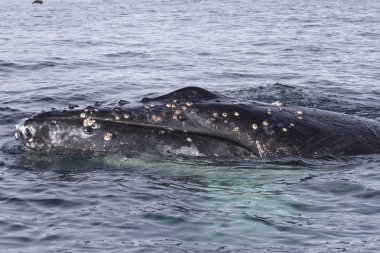 sularda yüzen kambur balina kafa