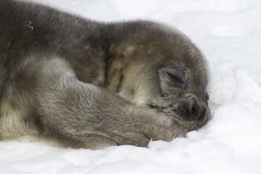 Weddell seal pup lying on snow and holding his paw in his mouth clipart