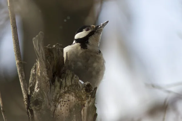 Pic syrien femelle assis sur un tronc d'arbre dans la forêt — Photo