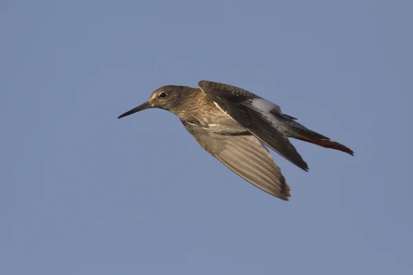 Redshank flying in the blue sky summer day — Stock Photo, Image