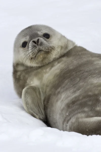 Weddell seal pup who lies on the snow lifted his head up — Stock Photo, Image