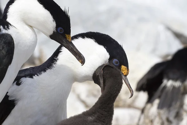 Männchen und Weibchen blauäugiger antarktischer Kormoran, der die Chi ernährt — Stockfoto
