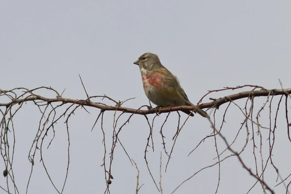 红雀男坐在一根树枝上春天的一天 — 图库照片