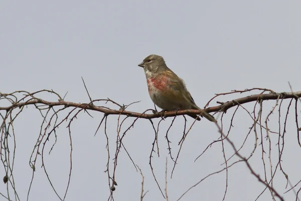 Linnet macho sentado en un árbol rama primavera día — Foto de Stock