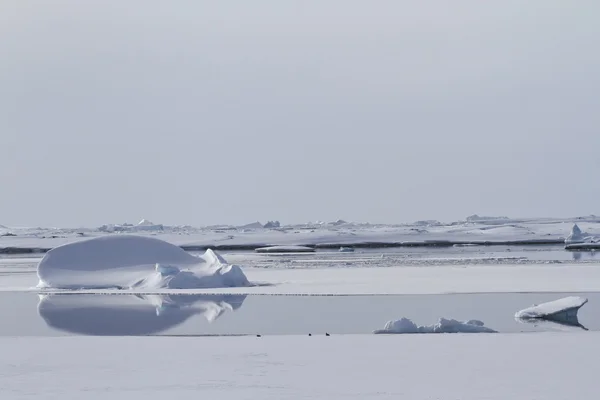 Gruñón entre témpanos de hielo en invierno polynyas aguas antárticas —  Fotos de Stock