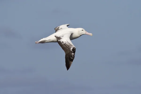 Albatroz real voando sobre o Oceano Atlântico — Fotografia de Stock