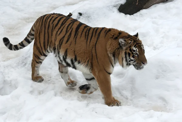 Sibirischer Tiger läuft an bewölkten Wintertagen — Stockfoto