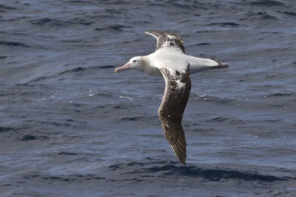 Albatroz errante voando sobre as águas do Oceano Atlântico — Fotografia de Stock