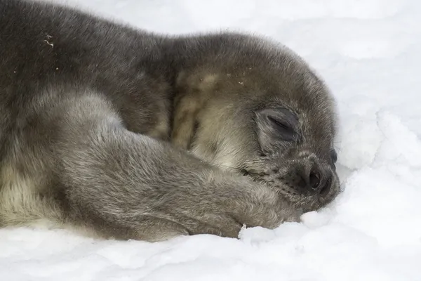 Weddell seal pup liggande på snö och hålla hans tass i munnen — Stockfoto