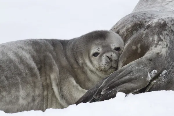 Weddell filhote de foca que inclinou a cabeça sobre a fêmea — Fotografia de Stock