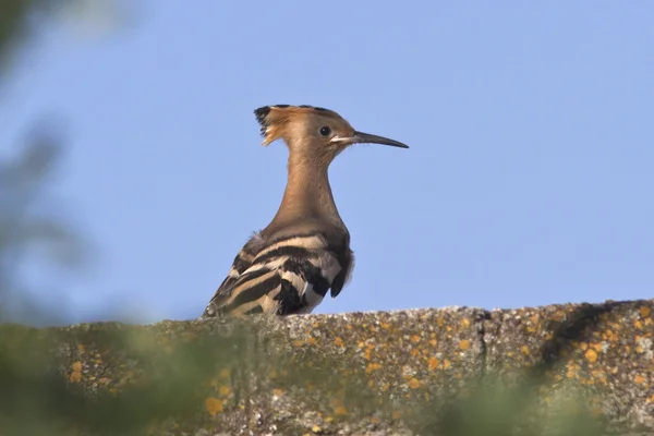 Young hoopoe sitting on the wall of the ruined building a summer — Stock Photo, Image