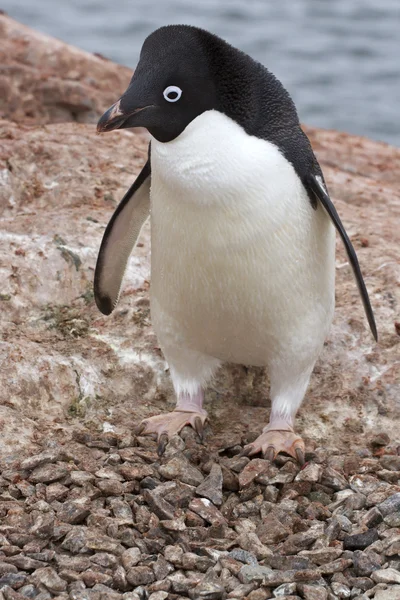 Adelie penguin which stands near the nest in which no eggs Stock Photo