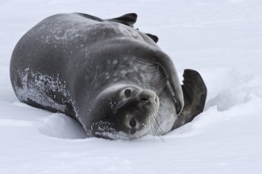 adult Weddell seal which lies in the snow Antarctic winter clipart