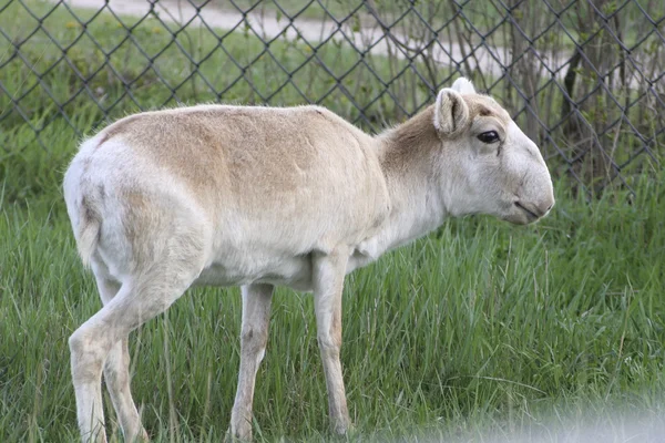 Female saiga aviary zoo early spring — Stock Photo, Image