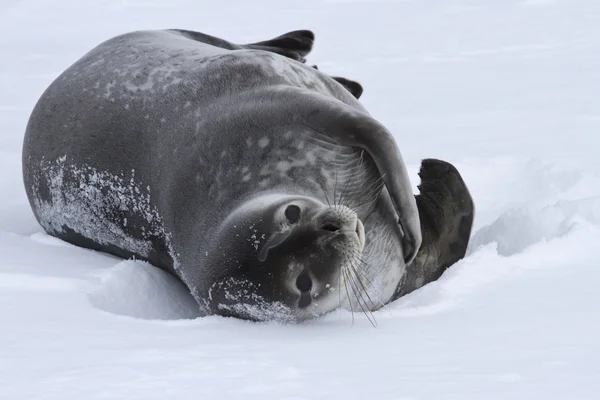 Erwachsene Hochzeitsrobbe, die im Schnee liegt antarktischen Winter — Stockfoto