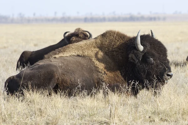 Mężczyzna north american bison, która leży w stepie jesień — Zdjęcie stockowe