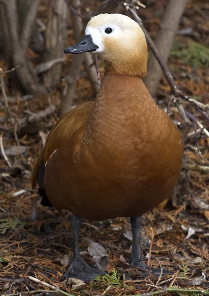 Ruddy shelduck o pato rojo que se sienta debajo de un día de invierno arbusto — Foto de Stock
