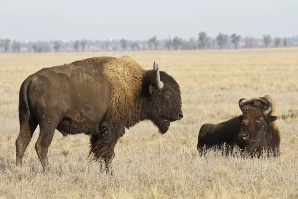 Twee Noord-Amerikaanse bison in de herfst steppe — Stockfoto