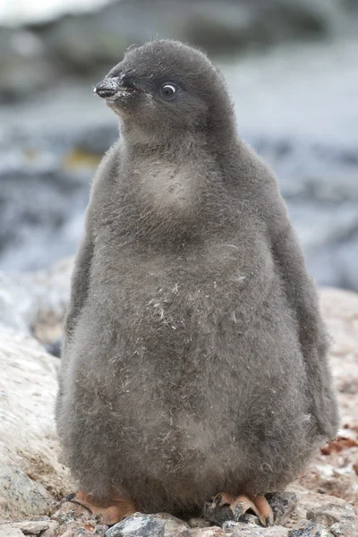 Adelie pinguino pulcino vicino al nido soleggiato giorno d'estate — Foto Stock