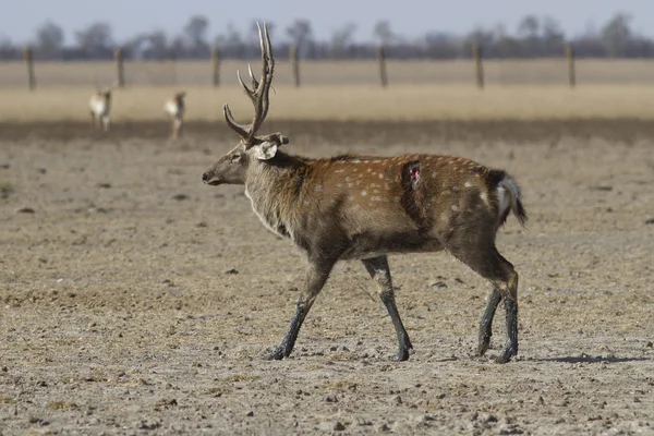 Männliches Sikahirsch mit einer Wunde an der Seite, die durch den Herbst geht — Stockfoto