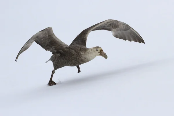 Riesensturmvogel beim Start von der schneebedeckten antarktischen Insel — Stockfoto