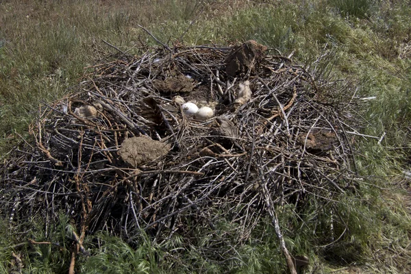 Steppe eagle nest våren kalmyk stäppen — Stockfoto