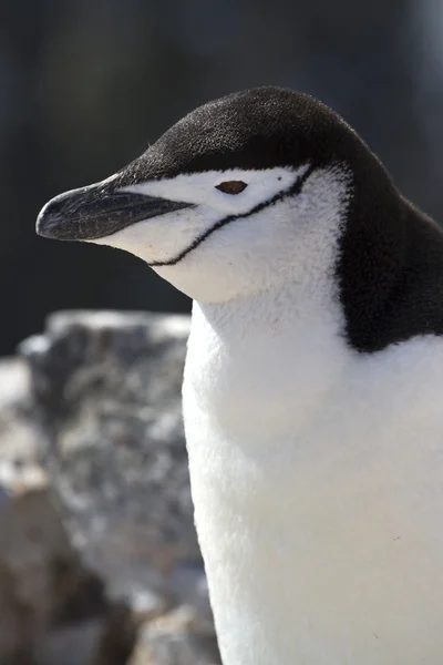 南極のペンギンの肖像画やあごひも晴れた夏の日 — ストック写真