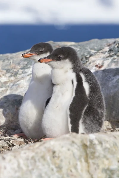 Gentoo pengueni iki civciv par beklentisiyle yuvaya oturuyor — Stok fotoğraf