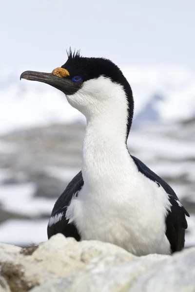 Ritratto di cormorano antartico dagli occhi azzurri che siede su una roccia — Foto Stock