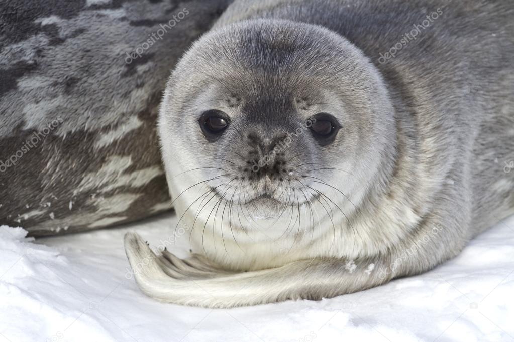 little pup Weddell seals which lies near the female