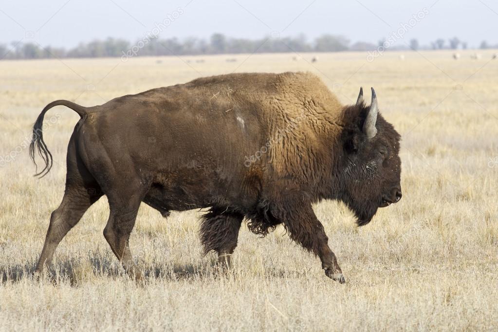 North American bison male who goes by the Ukrainian steppes