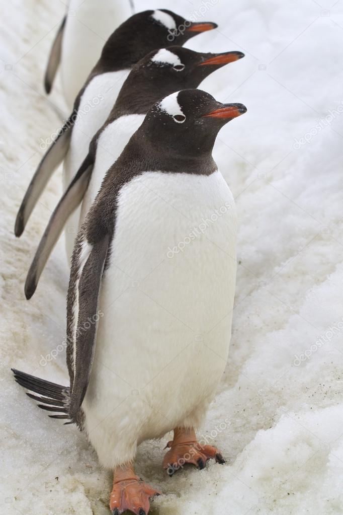 Three Gentoo penguins that stand in the way of the colony to the
