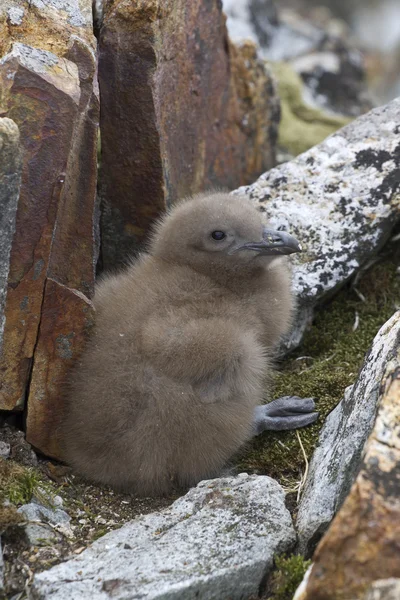 Zuiden polar jager kuiken die tussen de rotsen in de buurt van het nest verborgen — Stockfoto