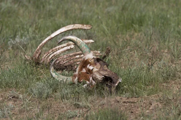 Esqueleto de uma vaca morta na estepe de Kalmyk de primavera — Fotografia de Stock