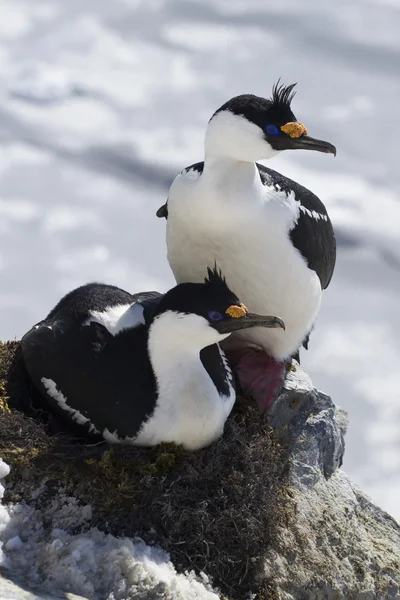 Cormorán antártico de ojos azules macho y hembra sentado en un nido — Foto de Stock