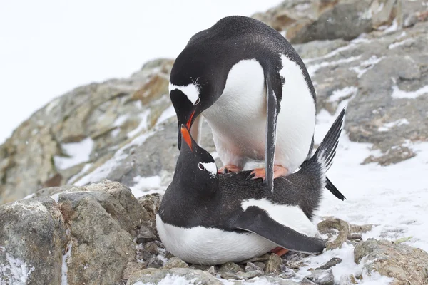 Macho y hembra pingüinos Gentoo copulan cerca del nido —  Fotos de Stock