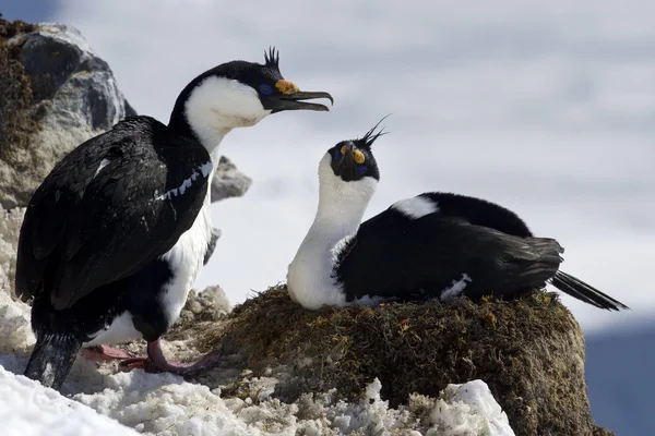Maschio e femmina cormorano dagli occhi azzurri seduta Antartico vicino alla n — Foto Stock