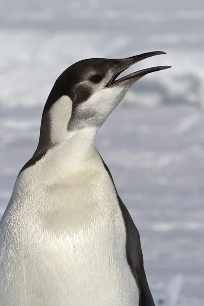 Portrét mladý tučňák císařský, kdo pláče — Stock fotografie