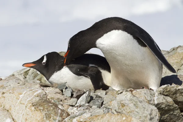 Dois pinguins Gentoo estão lutando perto do ninho — Fotografia de Stock