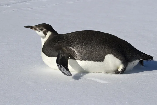 Joven pingüino emperador que se arrastra sobre su vientre en la nieve — Foto de Stock