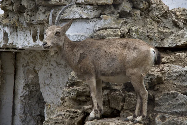 Самка сибирской горной козы стоит на скалах искусственных холмов — стоковое фото