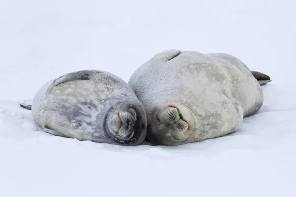 Femelle et un grand chiot Weddell phoques couchés sur la glace à Antar — Photo